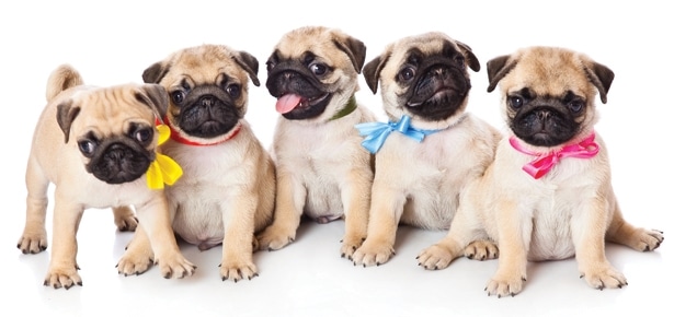 Puppies of pug 26046266 1 1