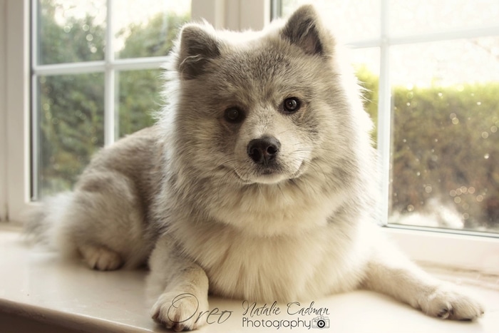 cho Pomsky 23 83