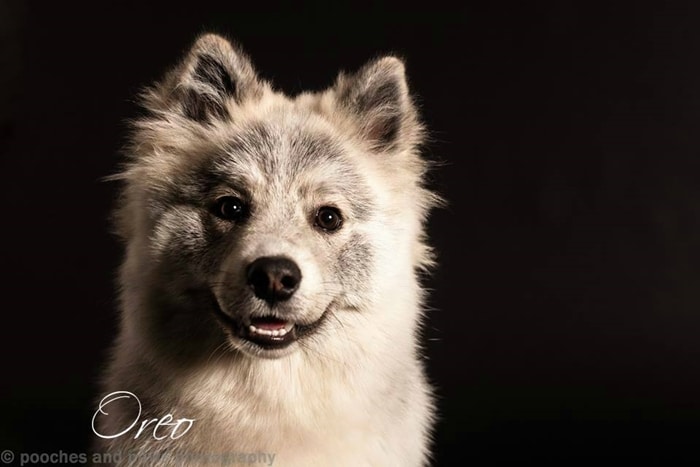 cho Pomsky 25 81