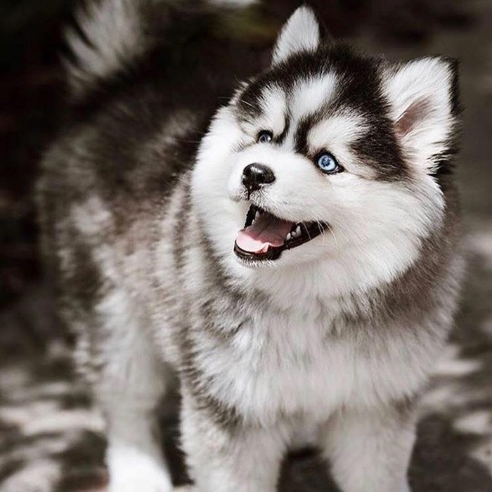 cho Pomsky 6 88