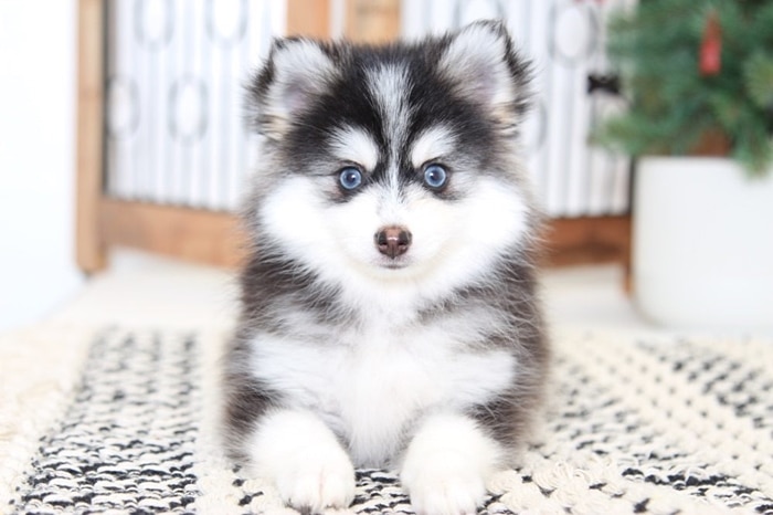 cho Pomsky 90