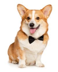 click xem thong tin ve cho corgi