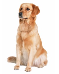 click xem thong tin ve cho golden retriever