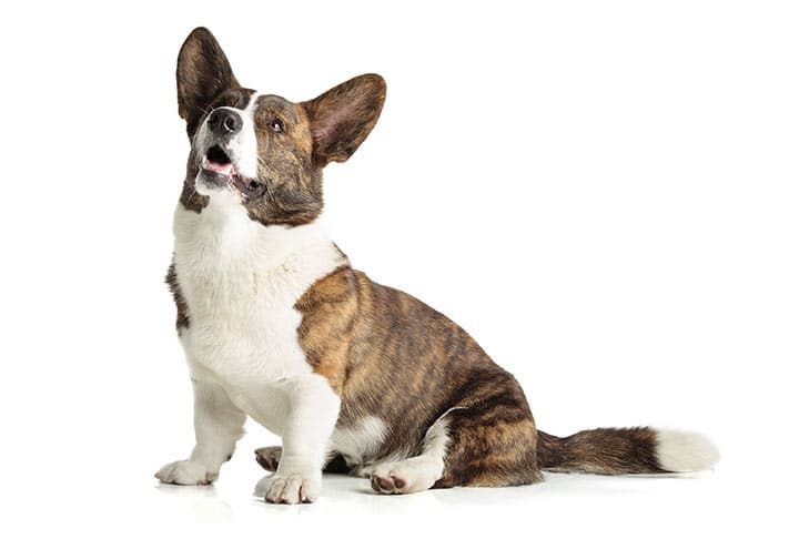 hinh anh cho cardigan welsh corgi