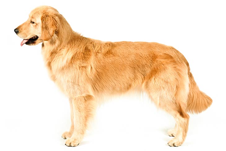 hinh anh cho golden retriever danh muc