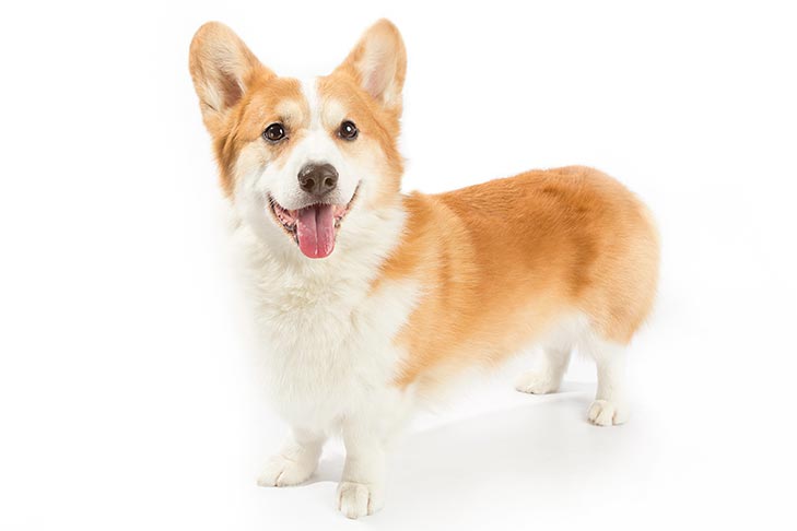 hinh anh cho pembroke welsh corgi