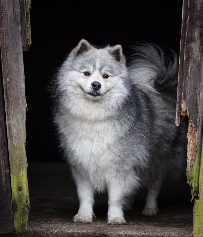 hinh anh cho pomsky dep 20 90