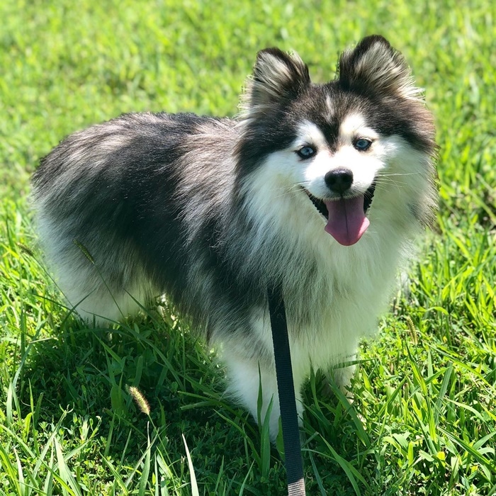 hinh anh cho pomsky dep 87 119