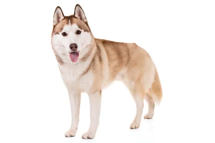 hinh anh cho siberian husky danh muc