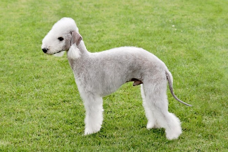 6 Bedlington Terriers top giong cho khong rung long 4