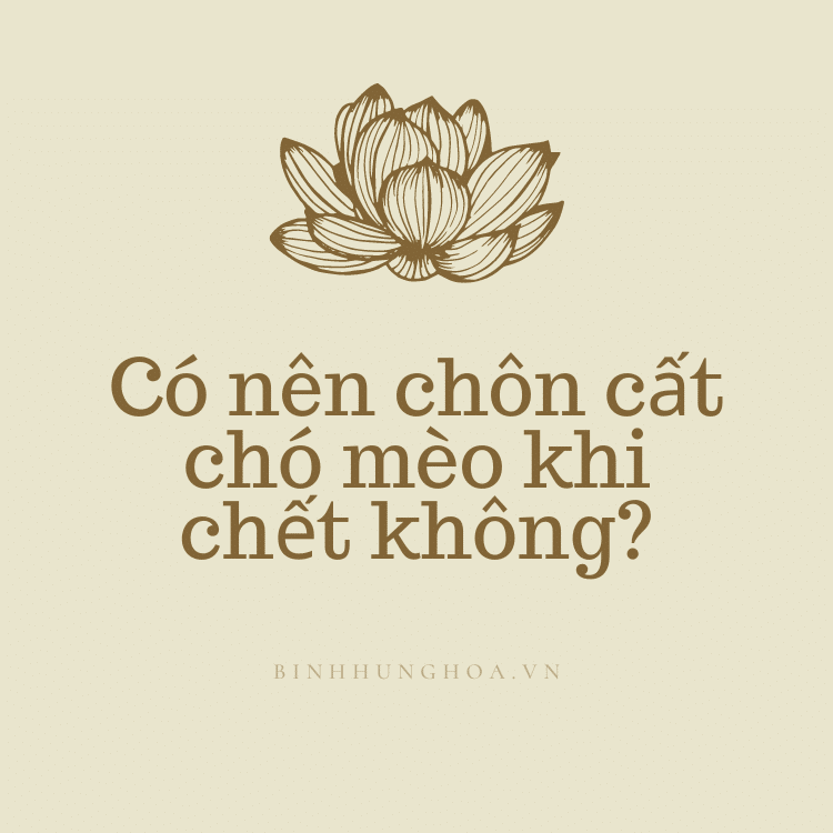 co nen chon cat cho meo khi chet khong