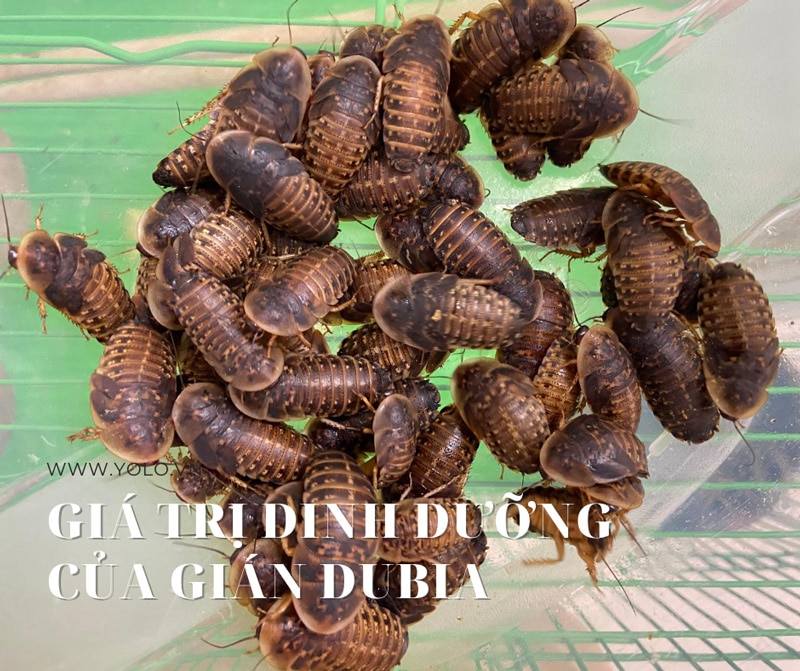 gia tri dinh duong cua gian dubia