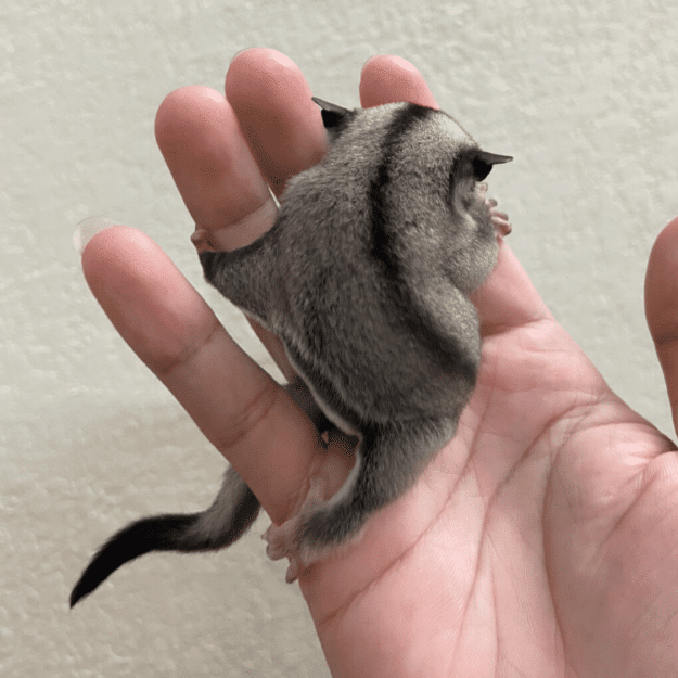 hinh anh classic sugar glider