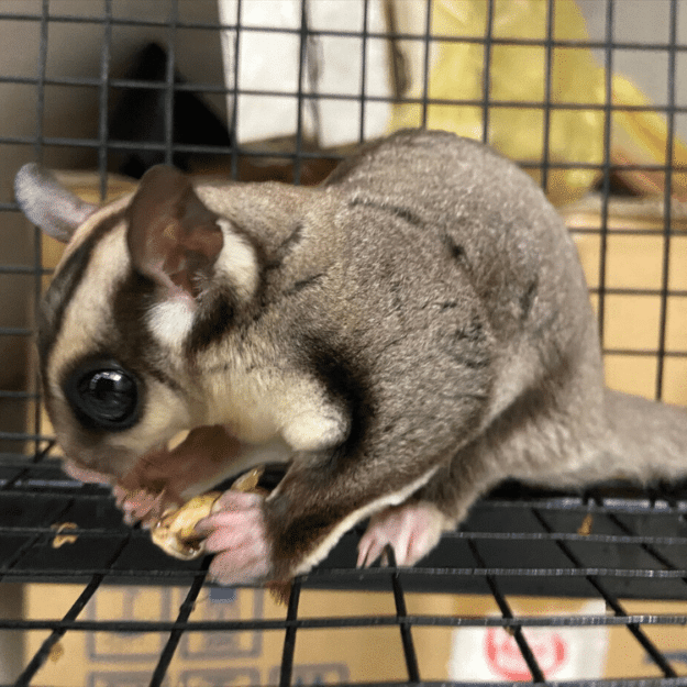 la thuc an khoai khau cho sugar glider