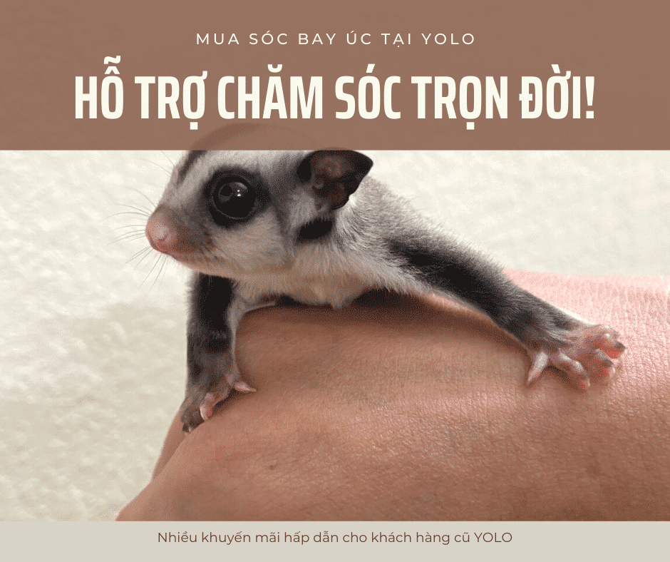 mua soc bay uc binh duong ho tro cham soc tron doi