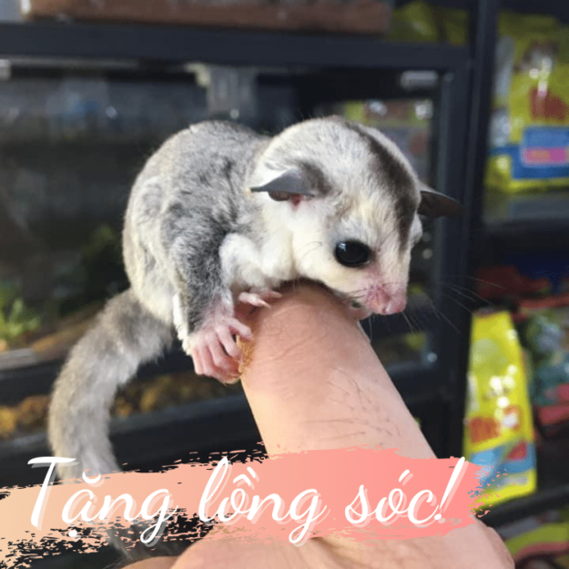 mua white face sugar glider