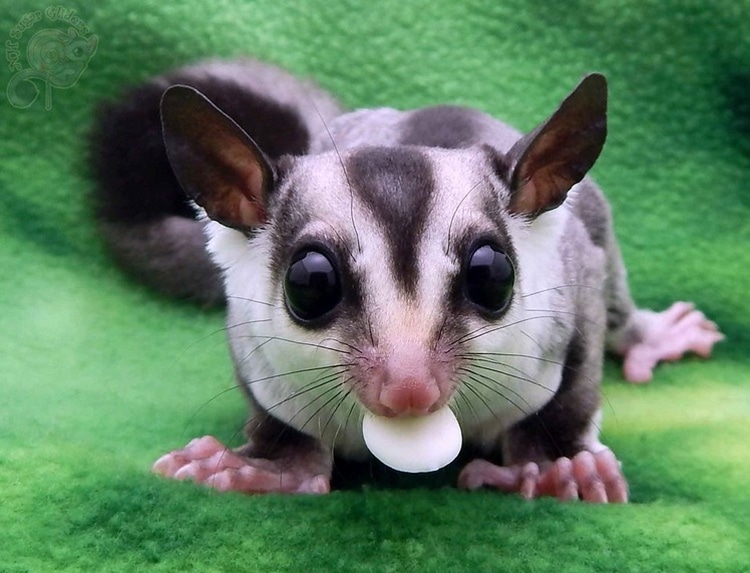 soc bay uc mat trang White Face Sugar Glider