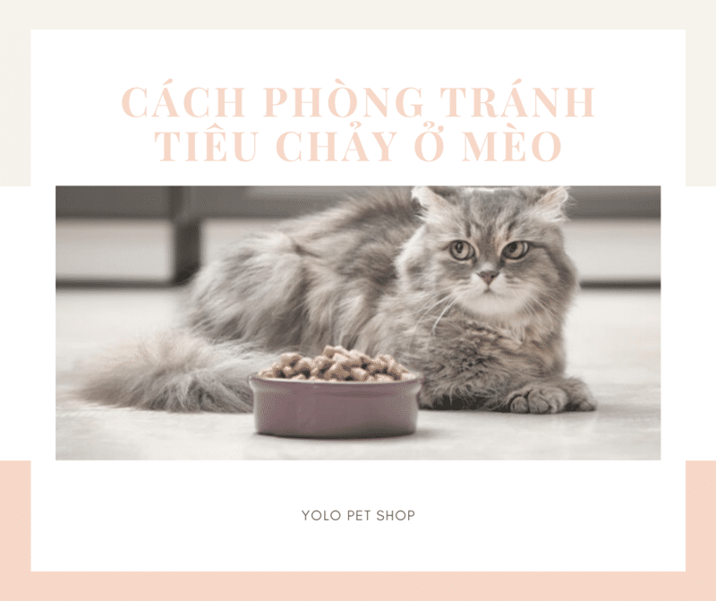 cach phong tranh tieu chay o meo