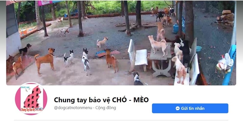 chung tay bao ve cho meo