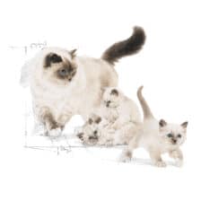 hinh anh tren bao bi cua royal canin mother babycat