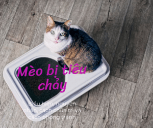 meo bi tieu chay