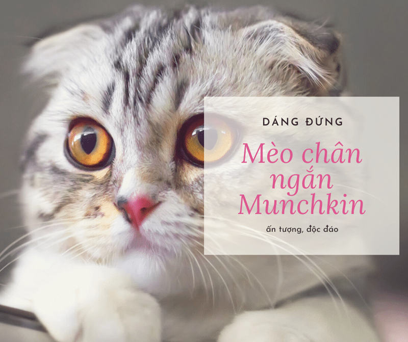 meo chan ngan munchkin co dang dung doc dao