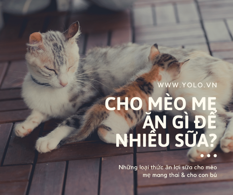 nen cho meo me an gi de nhieu sua