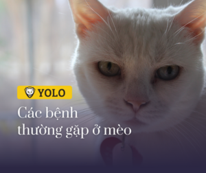 top cac benh thuong gap o meo 25