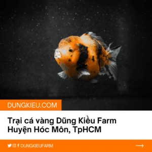 trai ca vang dung kieu farm tai huyen hoc mon tphcm