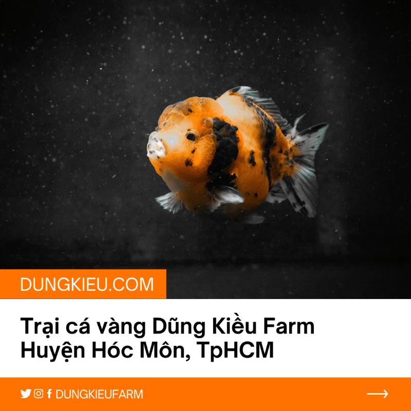 trai ca vang dung kieu farm tai huyen hoc mon tphcm