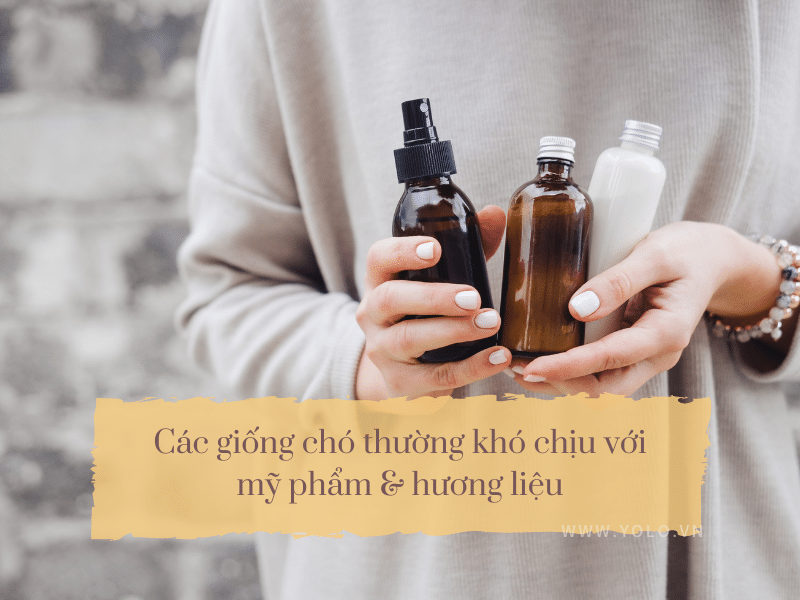 cac giong cho khong thich my pham huong lieu 26