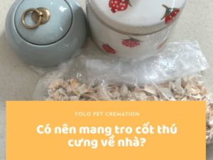 co nen mang tro cot thu cung ve nha 19