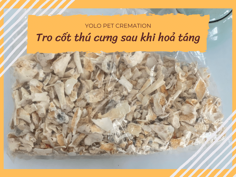 hinh anh tro cot thu cung sau khi hoa tang 18