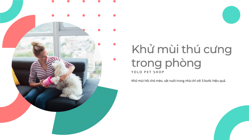 khu mui thu cung cho meo trong phong 17