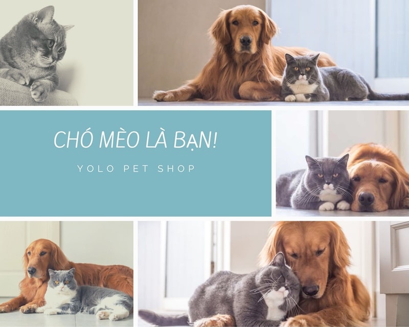 cho meo la ban