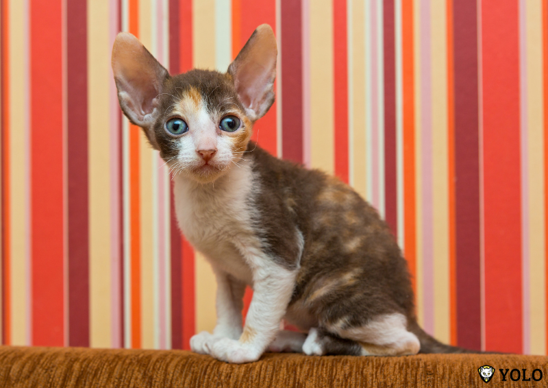 giong meo it rung long Cornish Rex