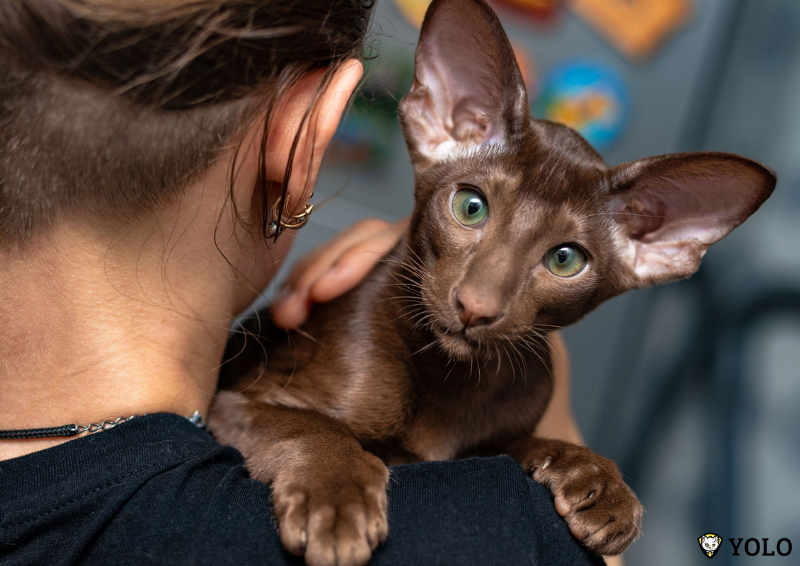 giong meo it rung long Oriental Shorthair