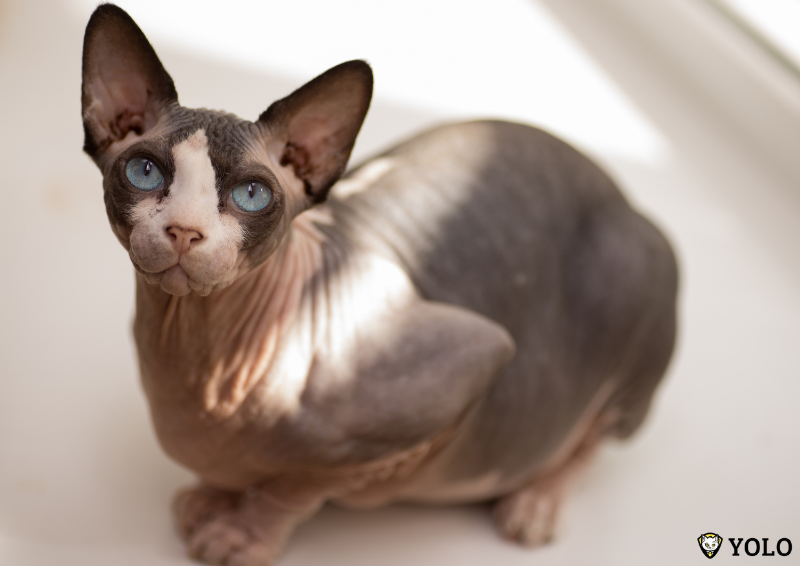 giong meo khong long Sphynx