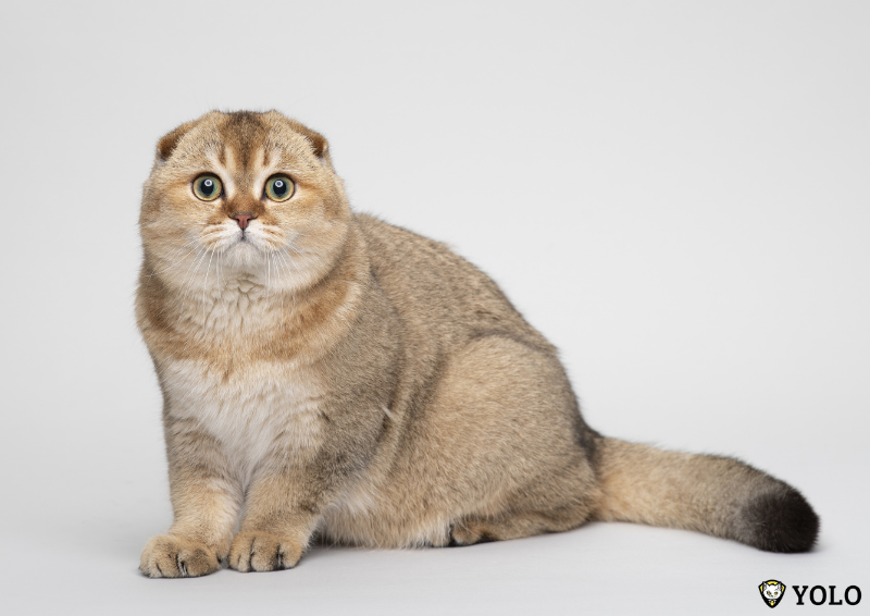 meo it rung long Scottish Fold