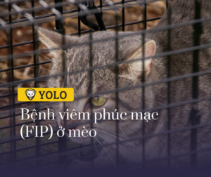 benh viem phuc mac fip o meo 23