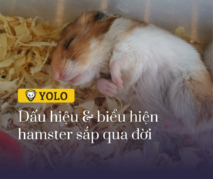 cac dau hieu ve viec hamster sap chet 40