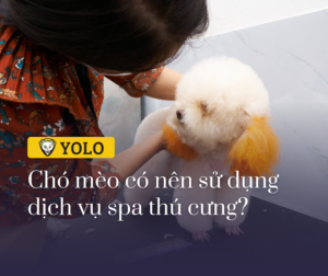 cho meo co nen su dung dich vu spa thu cung khong 13