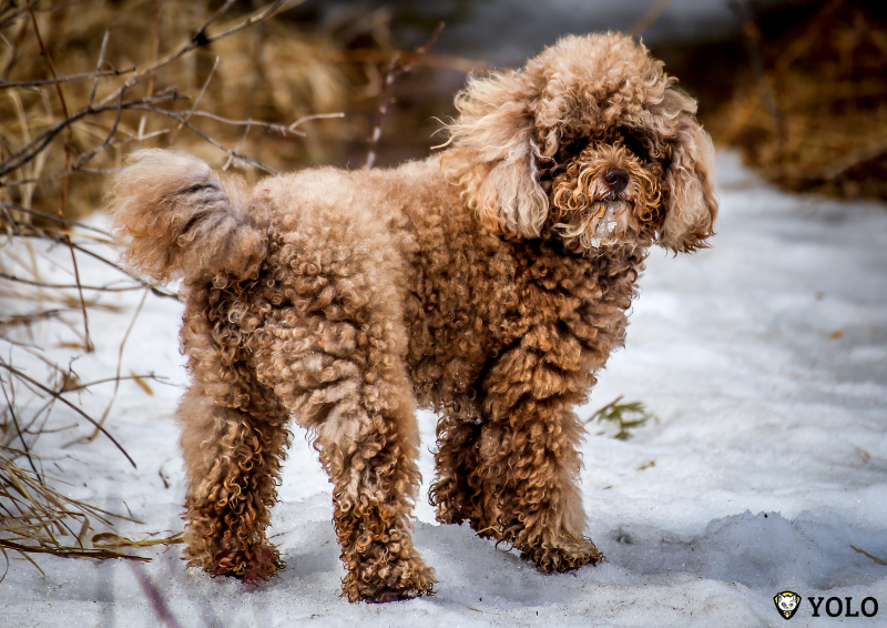 cho poodle miniature