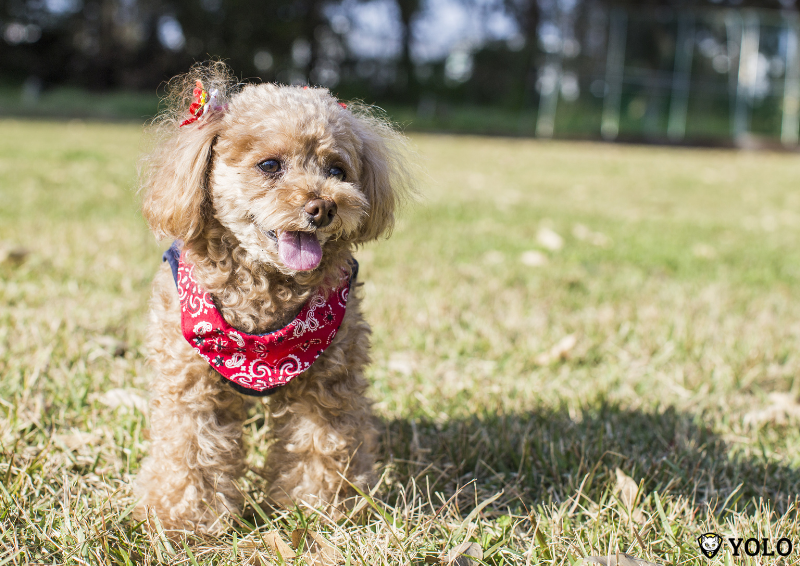 cho poodle toy