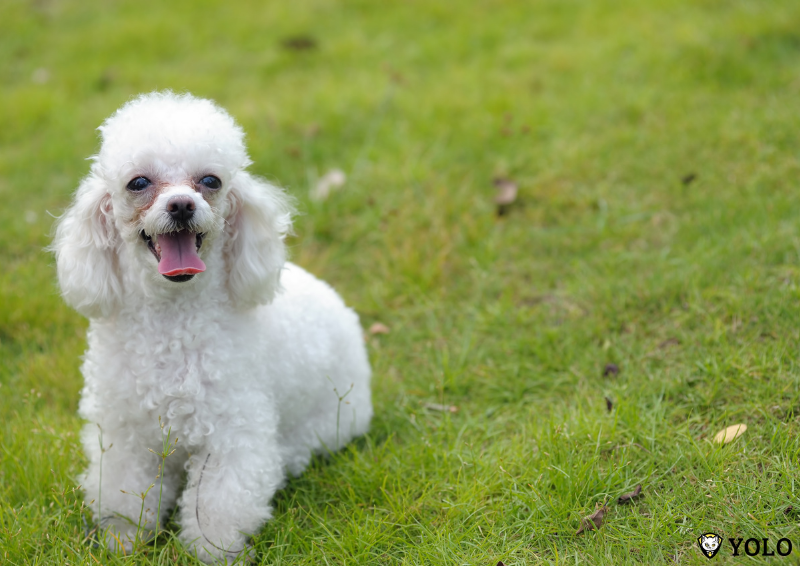 cho toy poodle