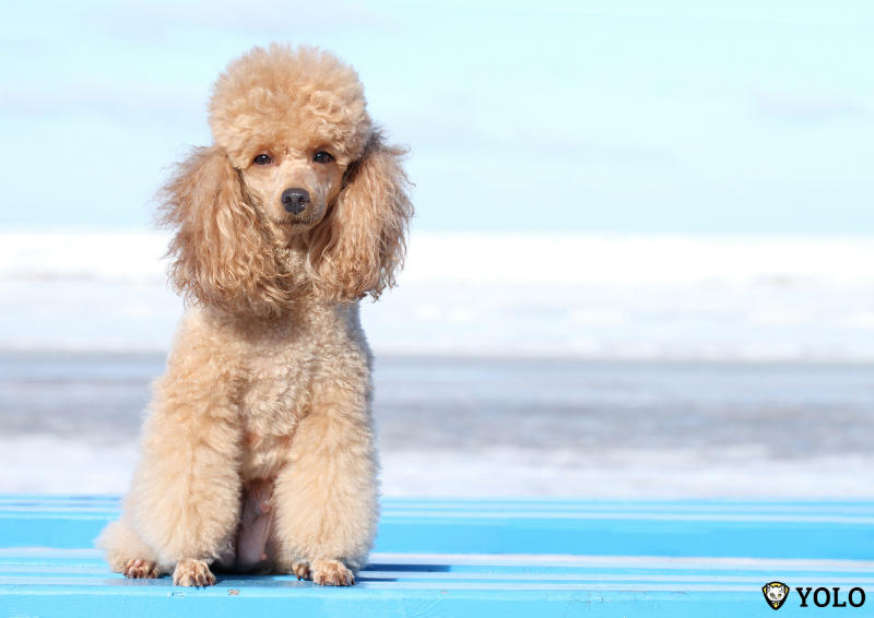 giong cho poodle mini