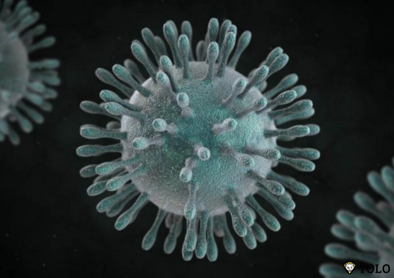 virus Corana FIP